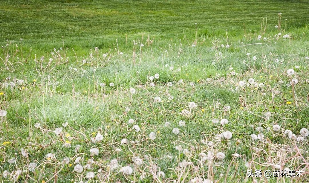 「创意水粉教案」公园里的一抹绿