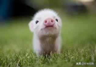 明朝皇帝姓朱怎么称呼,明朝皇帝姓朱有什么好处