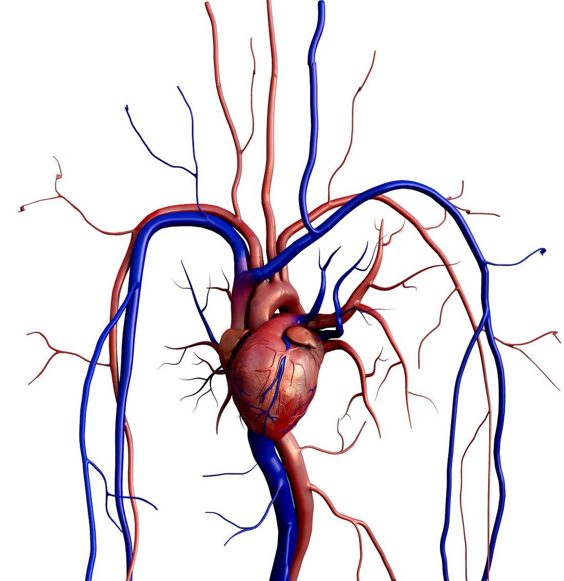 高血压的舒张压偏高是怎么回事,高血压舒张压偏高是怎么造成的