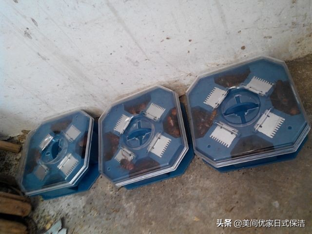 家居常见虫图片大全,家居虫类科普图文