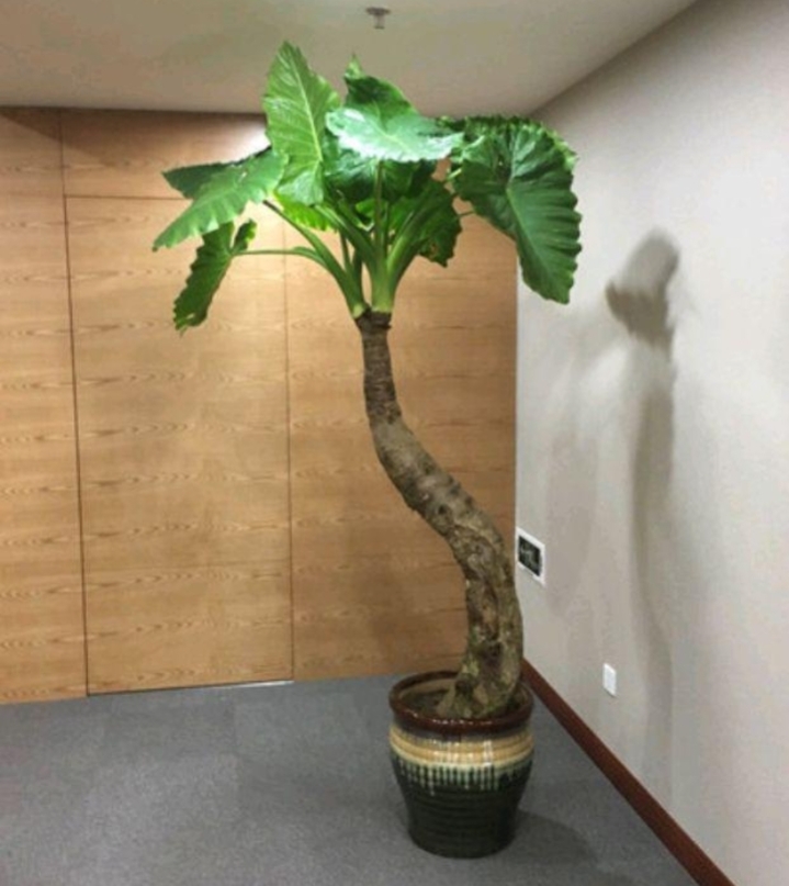 大绿叶花卉滴水观音,绿叶花卉滴水观音开花照片