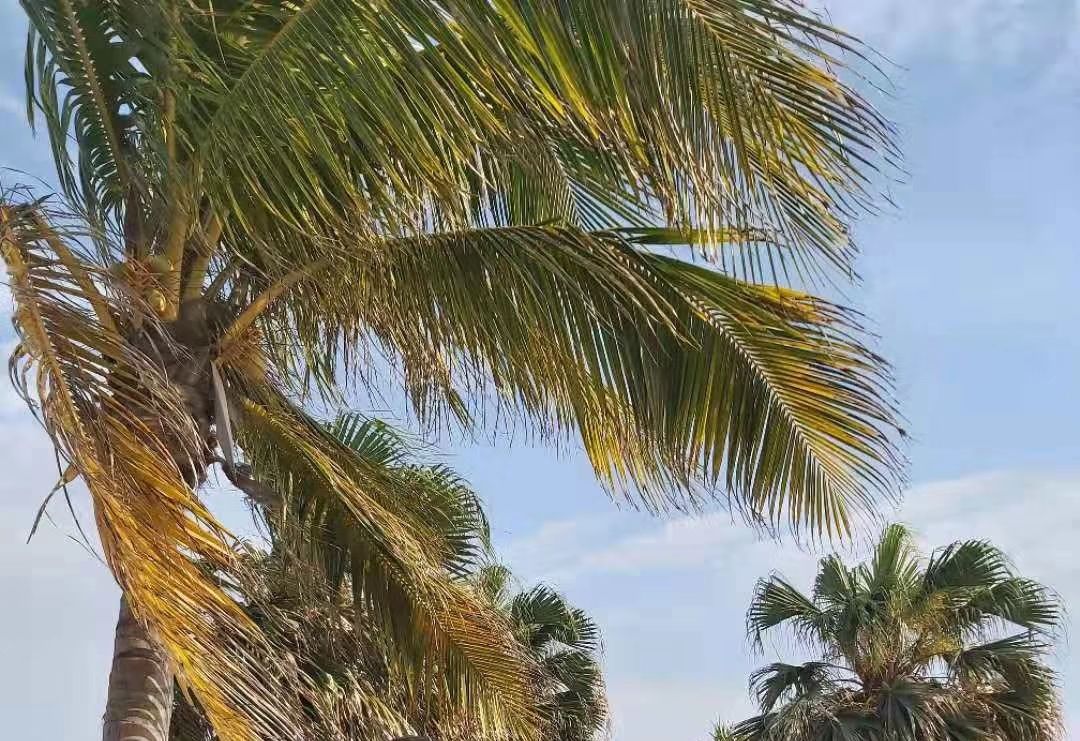 台湾游记完整版,西子湾旗津老街攻略