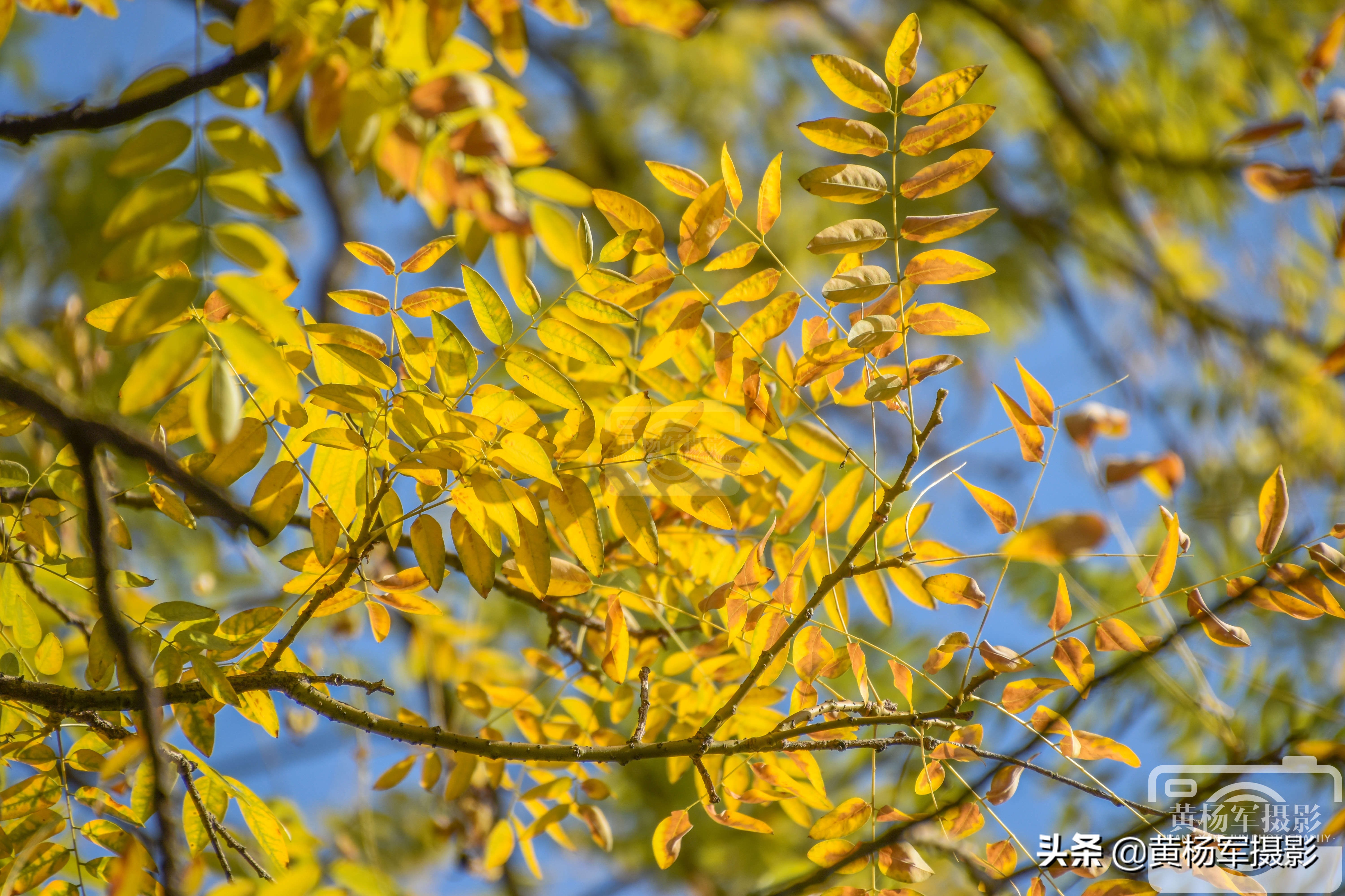 阳光下金灿灿的银杏叶,阳光下金黄的银杏叶