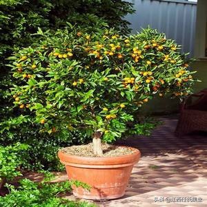 金桔树盆栽果子怎么处理,金桔树盆栽叶子变黄还能变绿吗