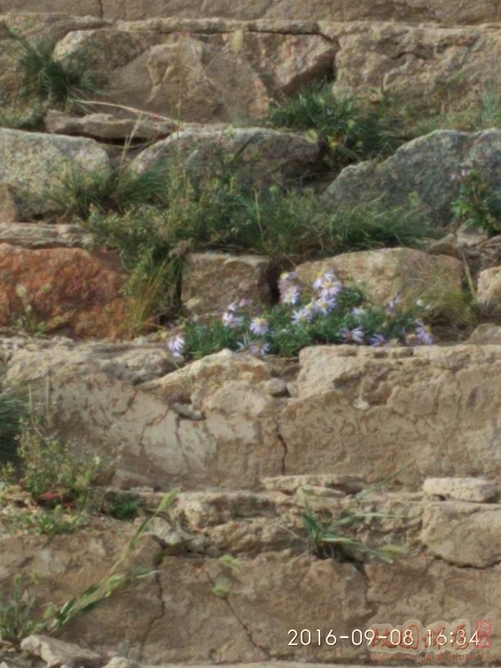 北京军区干枝梅,北京军区守备一师哪一年重建