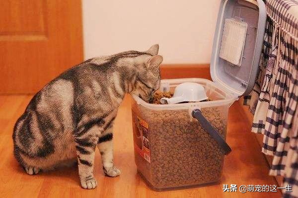 盘点那些平时比较不挑食的猫咪,猫咪挑食只吃加猫罐头的粮怎么办