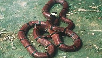 东北有毒蛇么,有毒的蛇图片有哪些