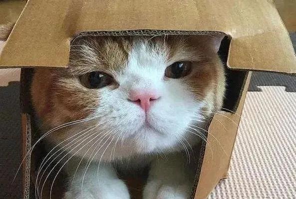 猫咪小百科猫咪身上的神秘小开关,猫咪身上那些神奇的小开关