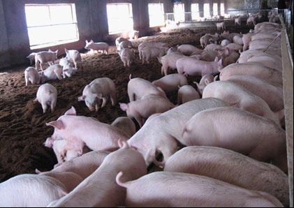 【养殖技术】霉菌毒素对母猪的危害竟如此之大?