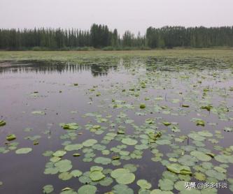 虾蟹高效养殖方法和技术,虾蟹混养如何提高青虾的养殖效益
