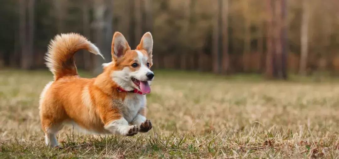 如果要找工作，你家傻狗除了卖萌还能干什么？