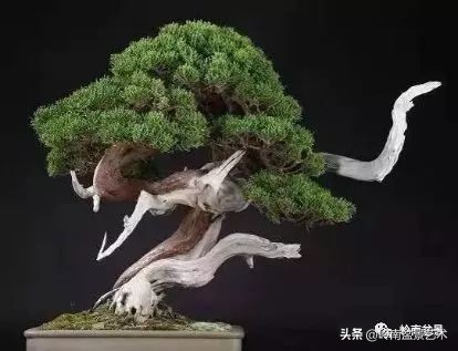 松柏盆景造型舍利,柏树盆景舍利制作全过程图解视频