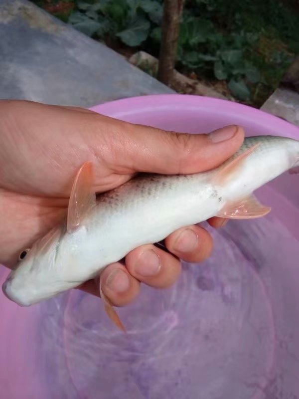 四川山清水秀的村庄,四川十大最美丽乡村
