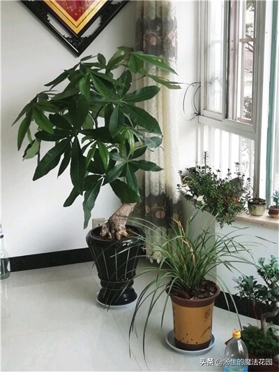 发财树不能种太深,发财树养得不壮寓意