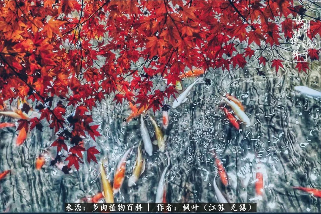 多肉与生命感悟,多肉时光