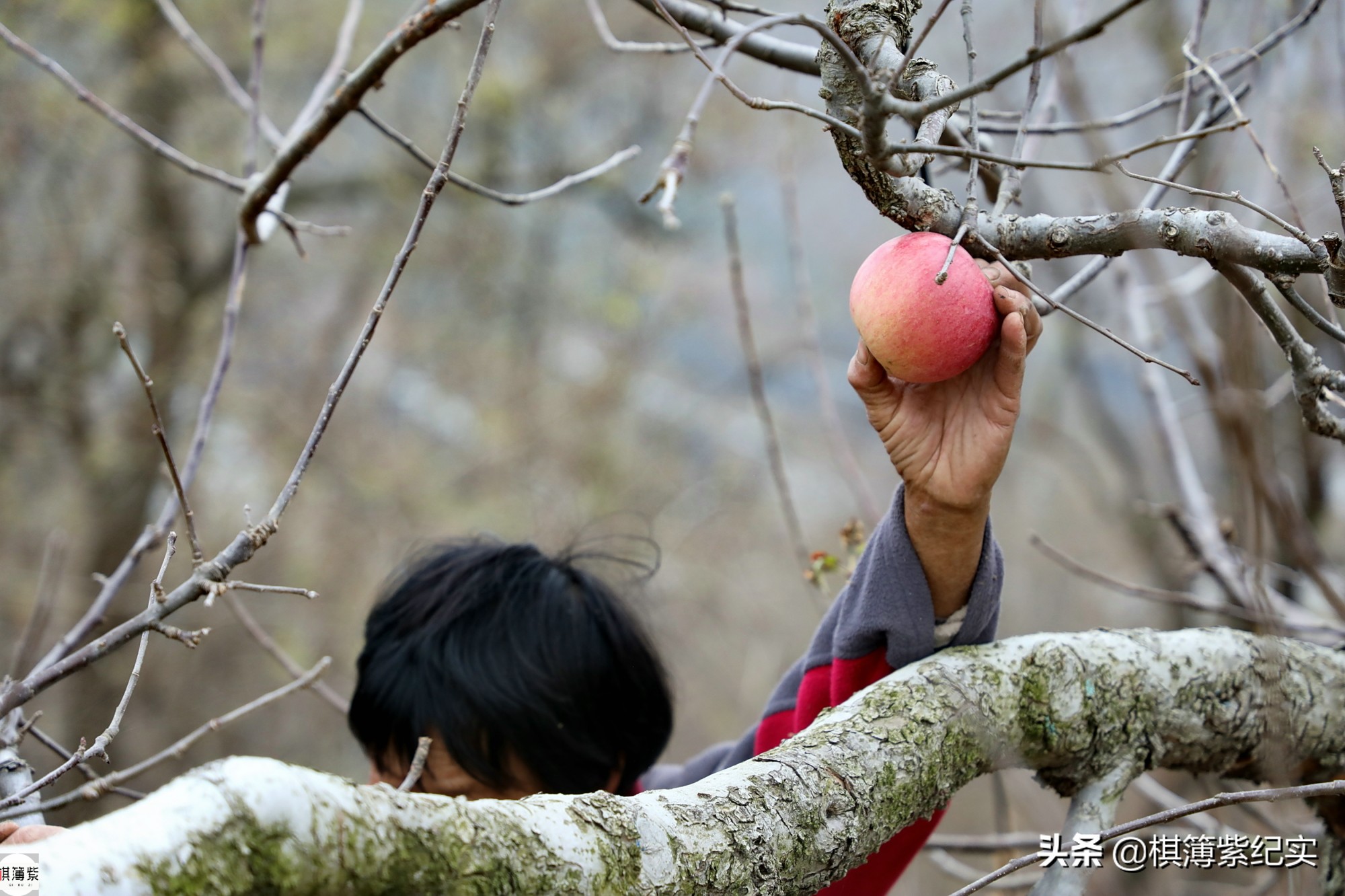 暴雨成苹果终结者？果农将4000棵果树全砍光：我不接受采访