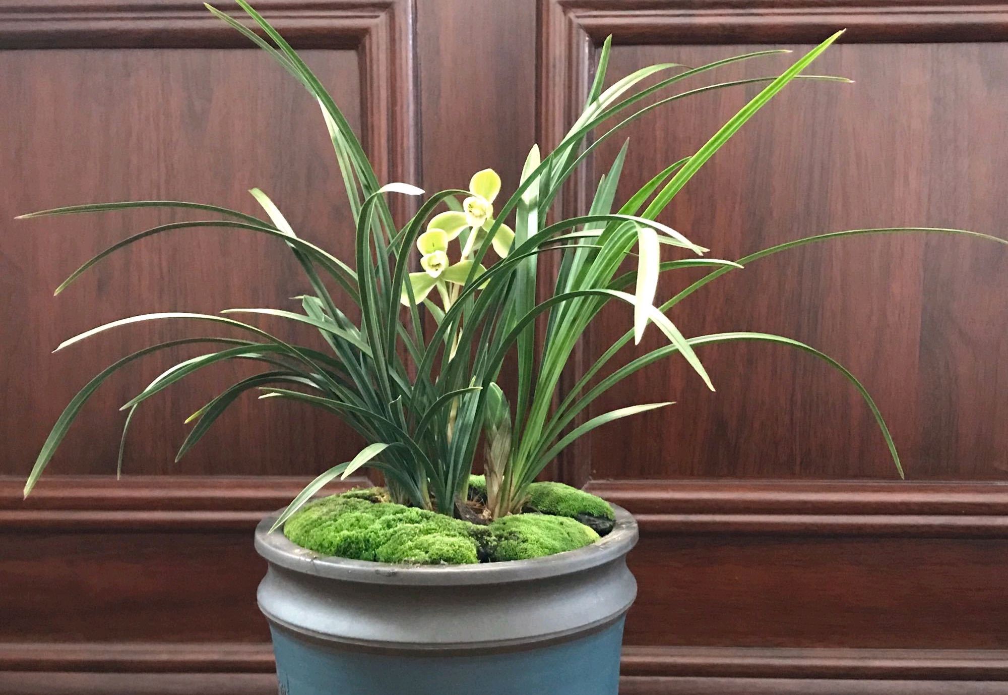 春兰怎么养才能开花多开花不断,春兰怎么养株型好看