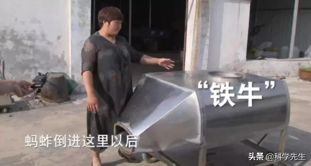 蚂蚱酱销量,销量蚂蚱