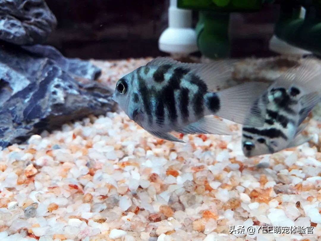 九间菠萝鱼可以和什么鱼杂交,九间菠萝鱼喜欢什么水质