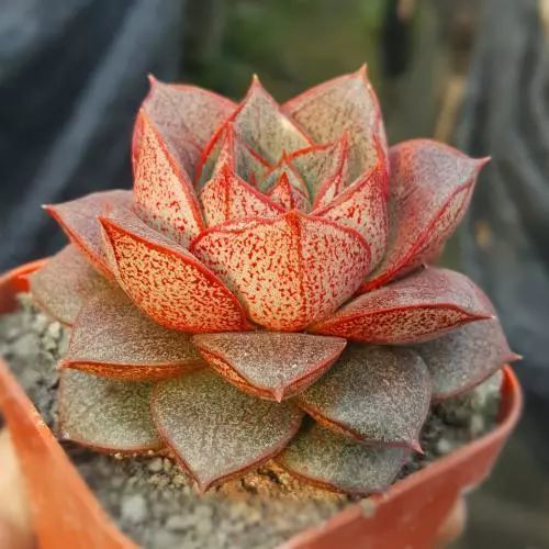 多肉早安图片大全,多肉大全100图