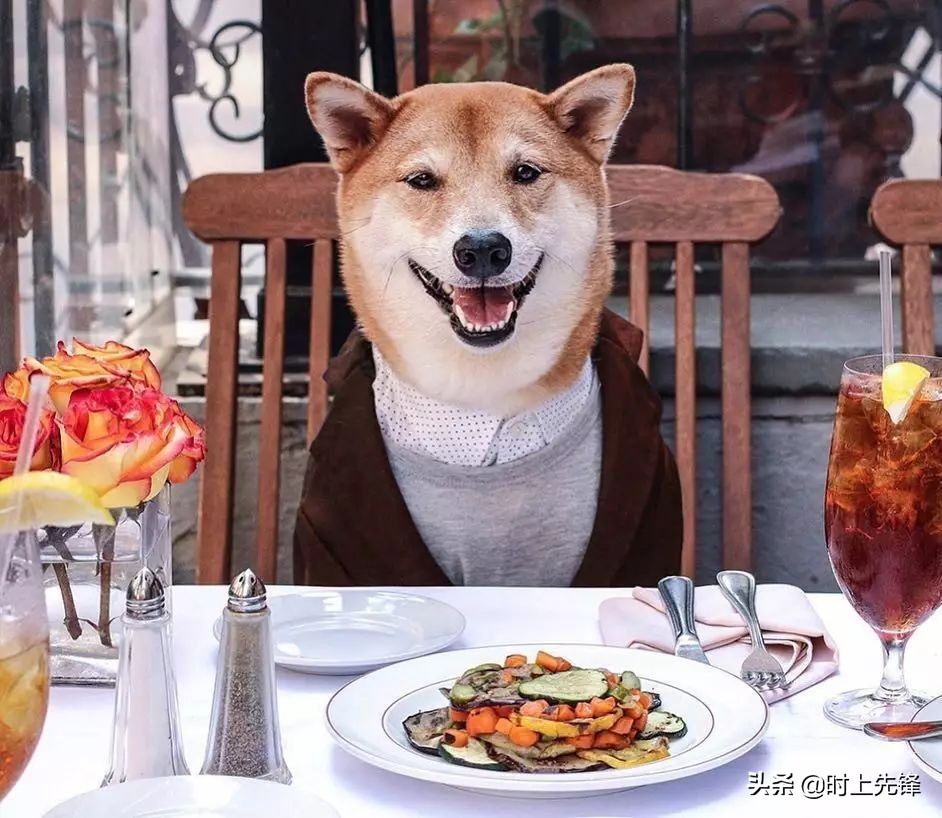 当狗狗穿上服装有多帅,当狗狗照镜子后发现自己是一只狗