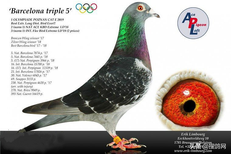 比利时爱力克·林伯格的超级种鸽战队