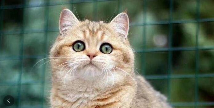 猫咪尿道炎膀胱炎怎么办,判断猫咪尿道炎