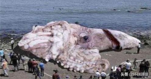 巨型乌贼或解开百慕大三角之谜,世界未解之谜巨型乌贼