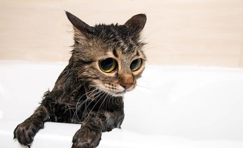 给猫猫洗澡要注意哪几点,怎么给猫洗澡是正确的方式