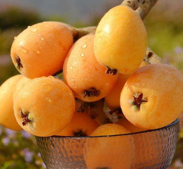 枇杷的哪个品种最好,大果枇杷