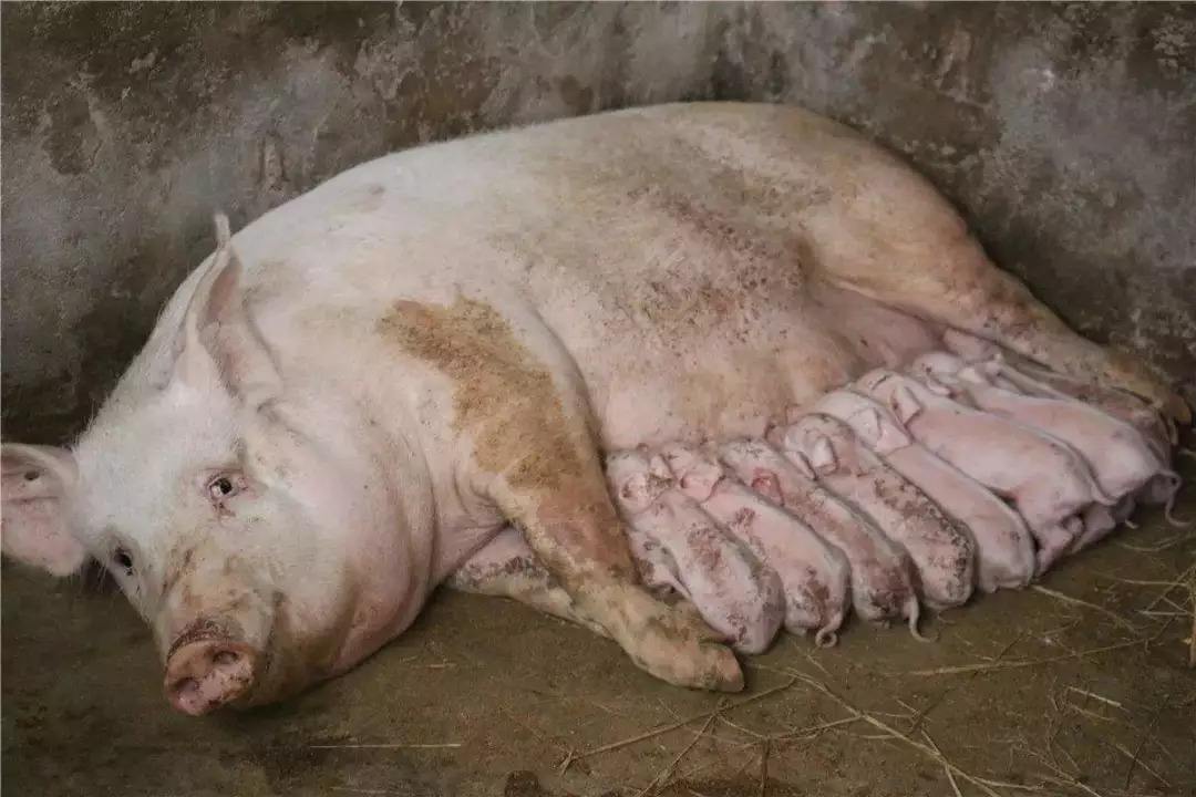 猪大便干燥要喂什么药,小猪猪大便干燥喂点什么药