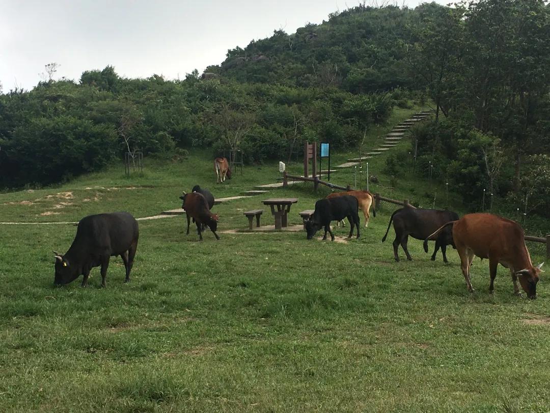 克服英语的恐惧心理,克服英语恐惧心理