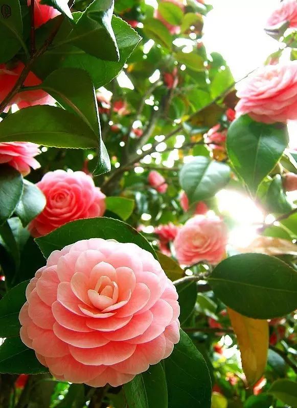 中国十大名花惊艳千年,中国十大名花美极了