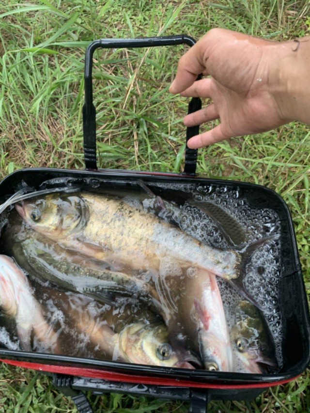 钓鲢鳙全是小的怎么才能钓到大的,钓鲢鳙怎么才能钓到正口