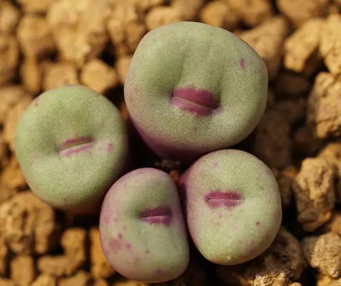 50款最红的多肉一棵多少钱,2021多肉植物掉价最多品种