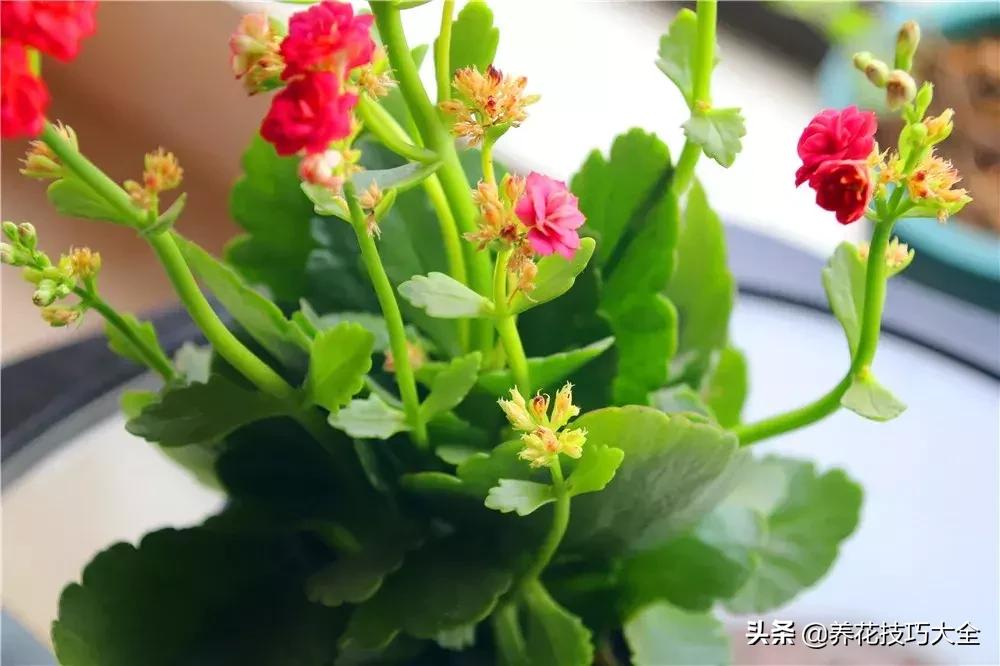 这几种花爱喝水越浇水长得越旺盛,这几种花草浇水浇不对越养越不好