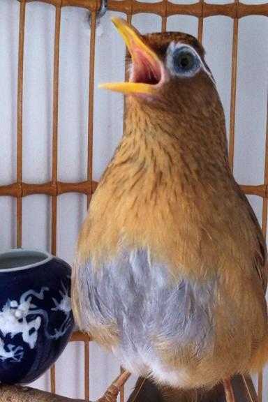 画眉鸟战后怎么处理,画眉鸟生病了最好的治疗方法