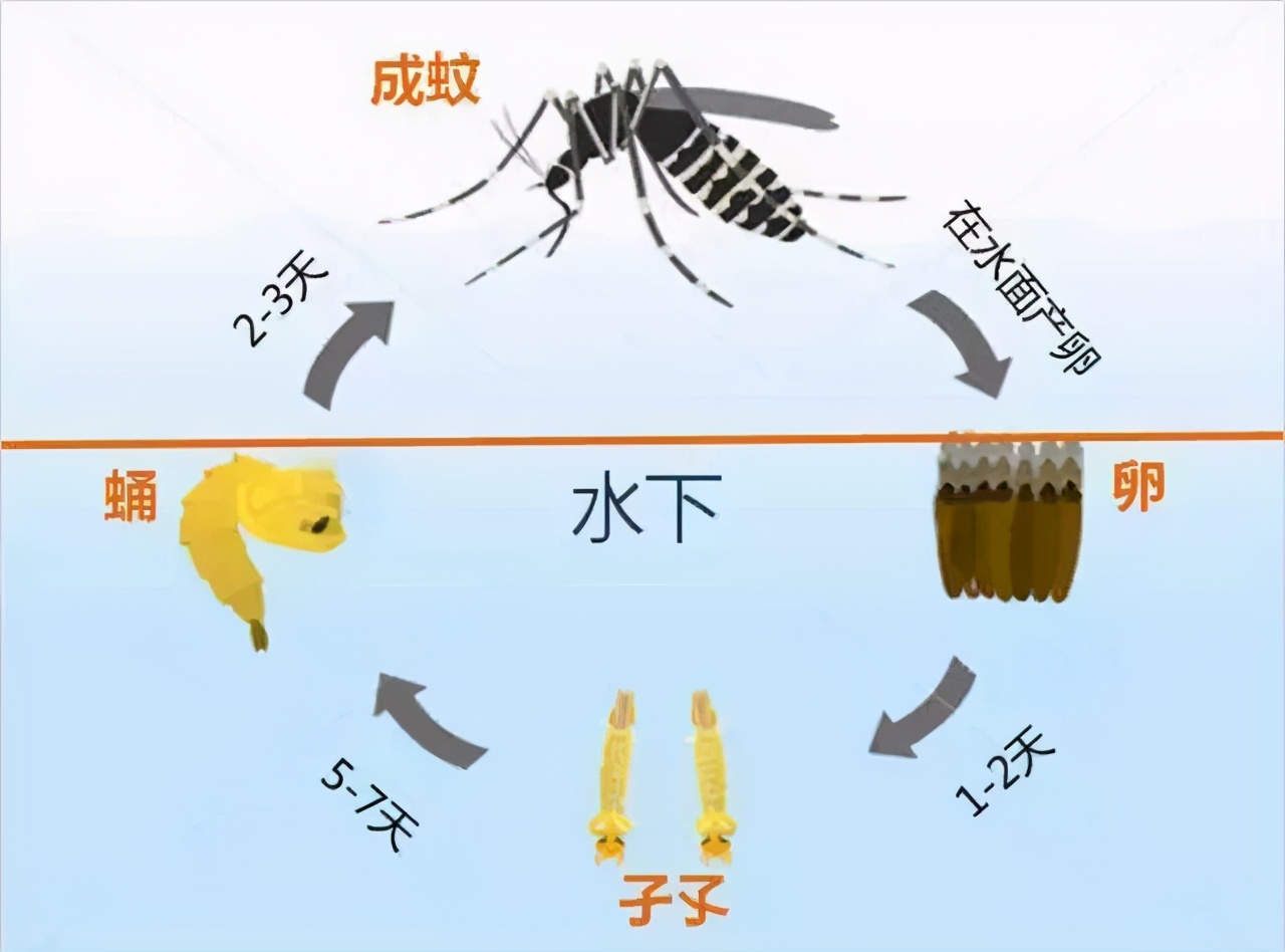 交配后才吸血?蚊子如何在其短暂一生中,让我们对其深恶痛绝的?