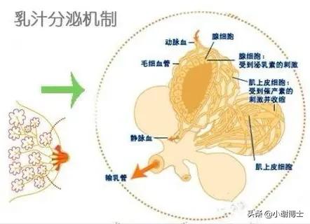 辟谣“过奶喂药”|为什么你吃的思密达不能止住宝宝的腹泻