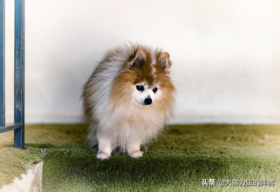 养博美要注意的事,养博美的千万要重视这几件事