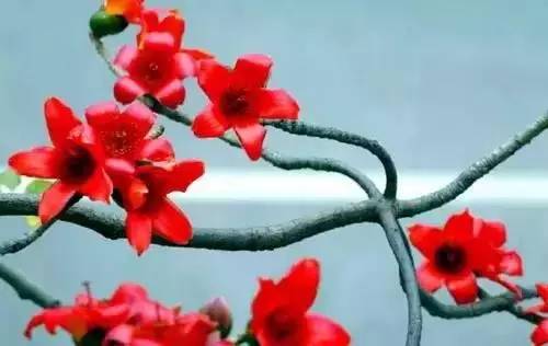 全国56个城市的市花,全国56个城市市花一览