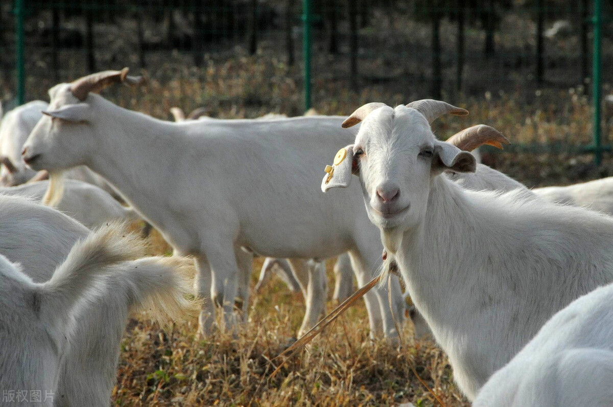 羊养殖环境及措施,养好羊需要什么工作