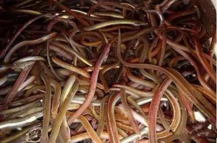 史上最全面的海鲜大咖,史上最全海鲜视频