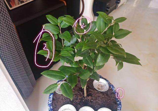 茶花烂根处理发芽后管理,茶花盆栽不长怎么办