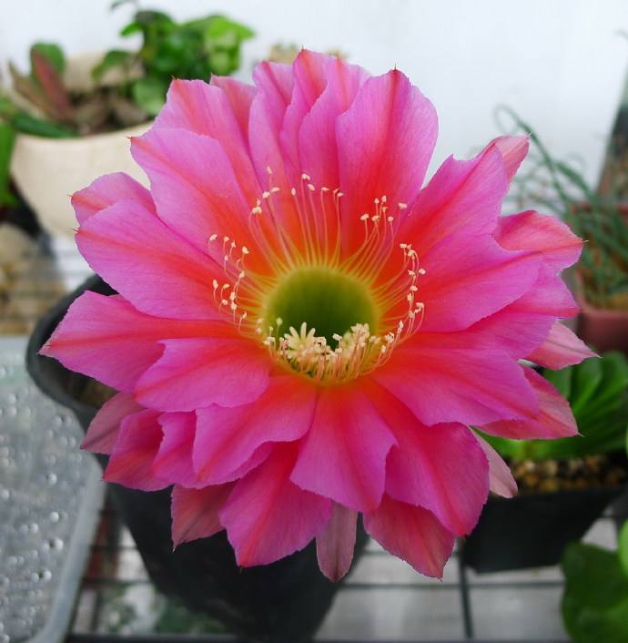 十个仙人球,最新30个仙人球品种