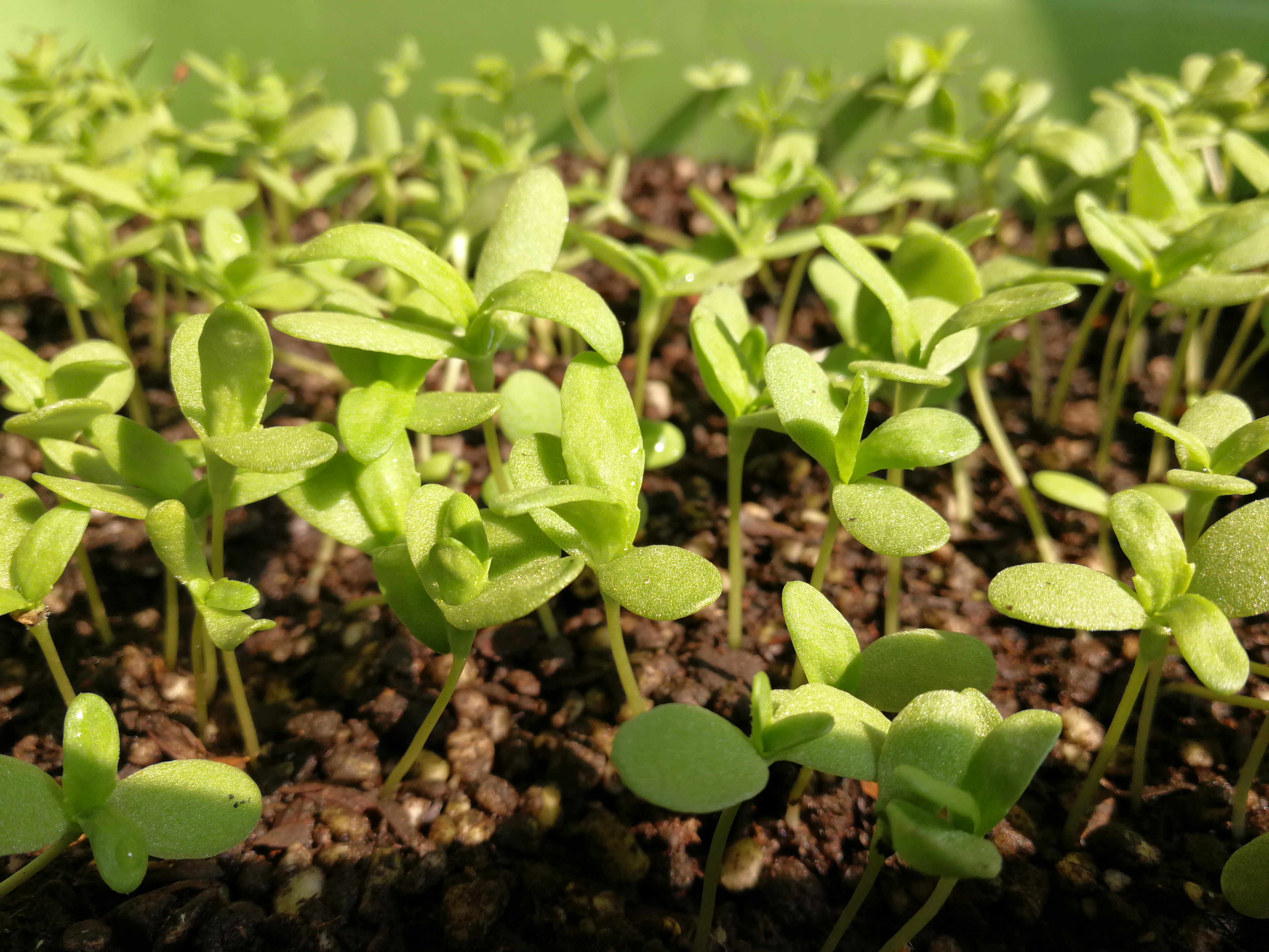 了不起的农耕——冬至富有生活意味的阳台种植