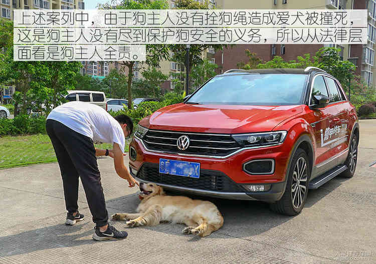 避之唯恐不及车撞死狗后该如何处理？