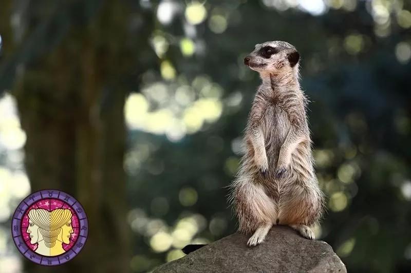 十二星座运势野兽,如何知道自己星座最适合的动物