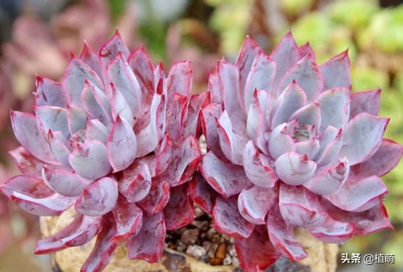 雨后的赫拉特别干净，颜值很赞，让多肉赫拉状态佳，无非做好6点