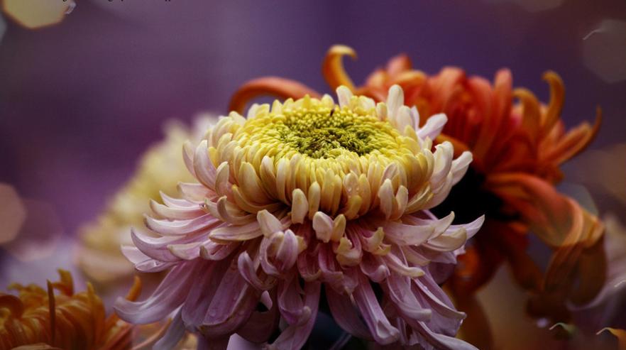 原创诗词14首,经典诗词36首